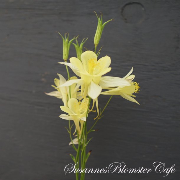 Aquilegia chrysanta Yellow Queen fr