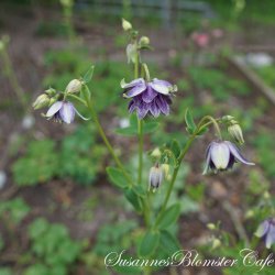 Aquilegia vulgaris - Christa Barlow - fr�