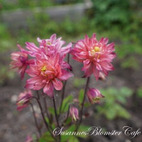 Aquilegia vulgaris - Clementine Salmon Rose - fr