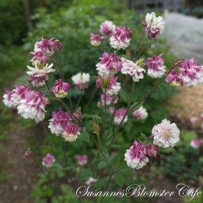 Aquilegia vulgaris Pink Petticoat - fr