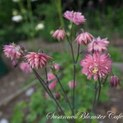 Aquilegia vulgaris - Rose Barlow - fr