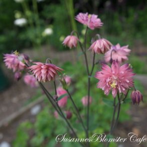 Aquilegia vulgaris - Rose Barlow - fr