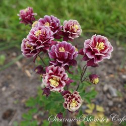Aquilegia vulgaris Winky Double Red White - fr�