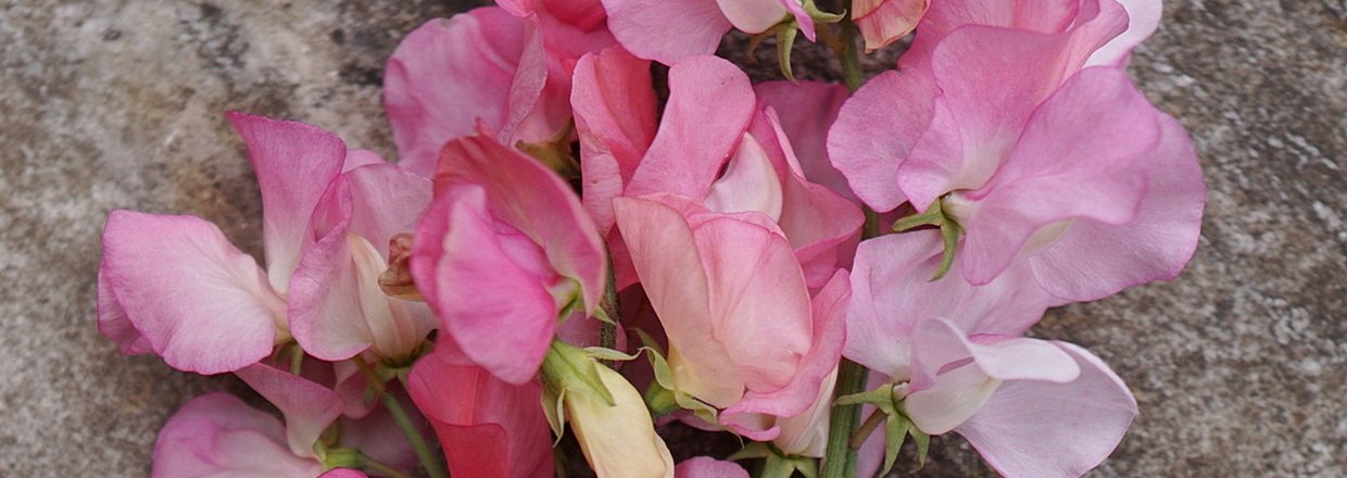 Lathyrus