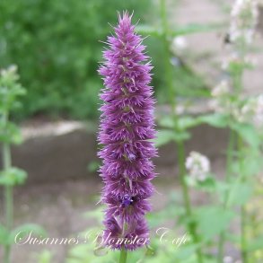 Agastache foeniculum-  Blue Fortune - fr