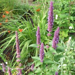 Agastache foeniculum-  Blue Fortune - fr