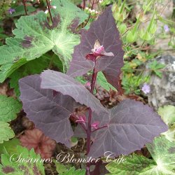 Atriplex hortensis Rubra - Rd Havemlde - fr