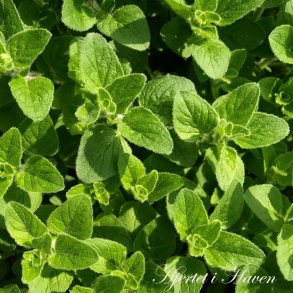 Basilicum - Grsk Basilicum - fr