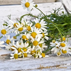 Matricaria chamomilla - Kamilleblomst - fr