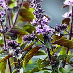 Kanelbasilikum - Ocimum Basilicum - fr