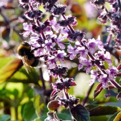 Kanelbasilikum - Ocimum Basilicum - fr