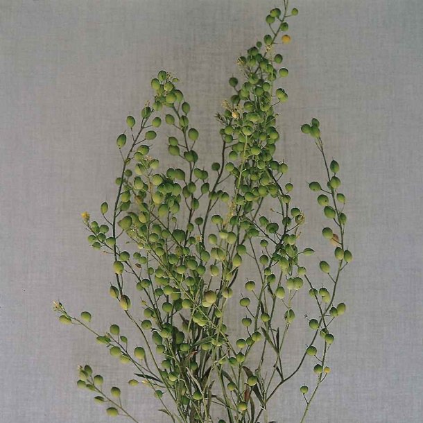 Lepidium sativum - Have karse - fr