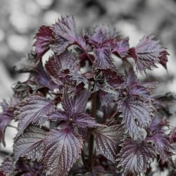 Perilla frutescens - Purple Frills - fr