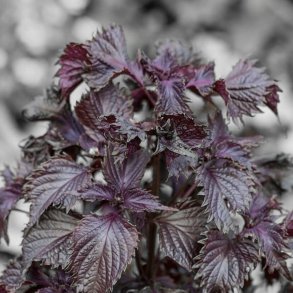 Perilla frutescens - Purple Frills - fr