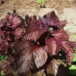Perilla frutescens - Purple Frills - fr