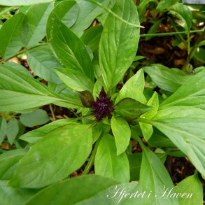 Basilicum - Thai Basilicum - Siam Queen - fr