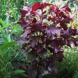 Perilla frutescens - Purple Frills - fr