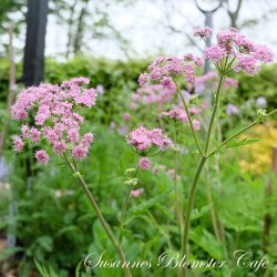 Chaerophyllum hirsutum var. roseum - Bjerghulesvb - fr