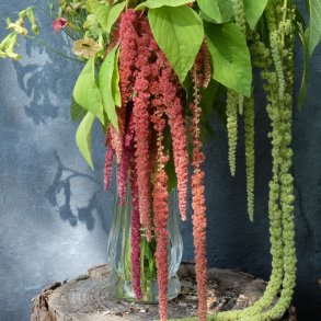 Amaranthus caudatus MIX - fr