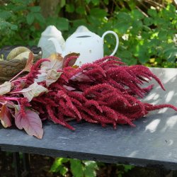 Amaranthus cruentus Velvet Curtains - fr
