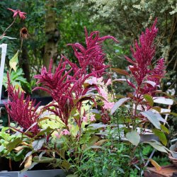 Amaranthus cruentus Velvet Curtains - fr