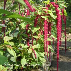 Amaranthus caudatus - Red Tails - fr
