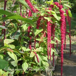 Amaranthus caudatus - Red Tails - fr