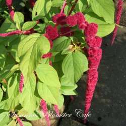 Amaranthus caudatus - Red Tails - fr