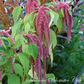 Amaranthus caudatus Coral Fountain - fr