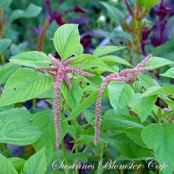 Amaranthus caudatus Coral Fountain - fr