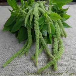 Amaranthus caudatus Green Tails - fr