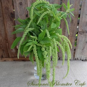 Amaranthus caudatus Green Tails - fr