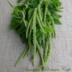 Amaranthus caudatus Green Tails - fr