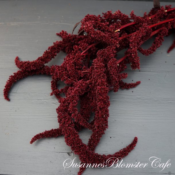 Amaranthus cruentus - Red Aztec - fr