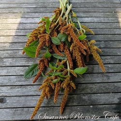 Amaranthus cruentus Hot Bisquits - fr�