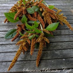Amaranthus cruentus Hot Bisquits - fr�