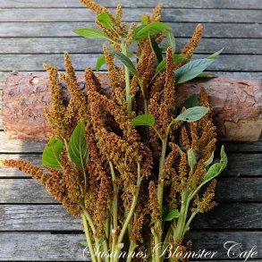 Amaranthus cruentus Hot Bisquits - fr
