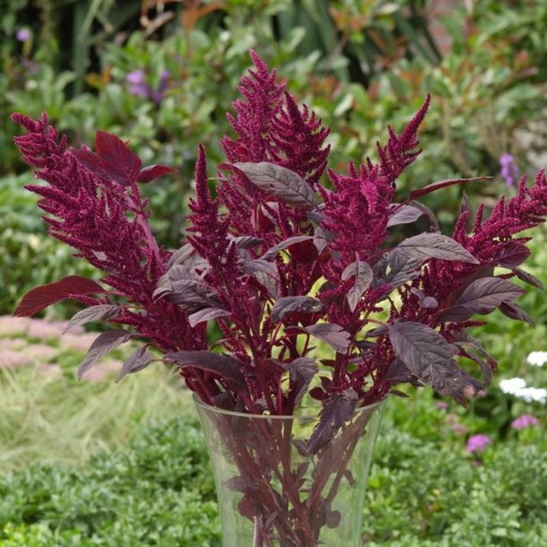 Amaranthus cruentus Velvet Curtains - fr