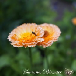 Calendula - Apricot Delight - Morgenfrue - fr