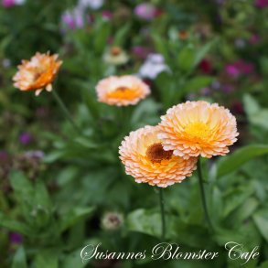 Calendula - Apricot Delight - Morgenfrue - fr
