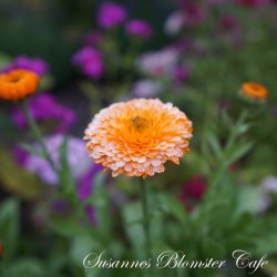 Calendula - Apricot Delight - Morgenfrue - fr