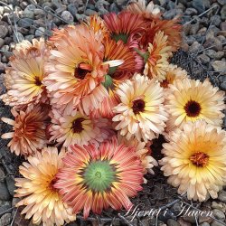 Calendula Touch of Red Mix - fr