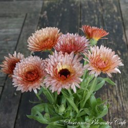 Calendula - Orange Flash - Morgenfrue - fr