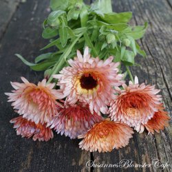 Calendula - Orange Flash - Morgenfrue - fr