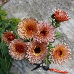 Calendula - Orange Flash - Morgenfrue - fr