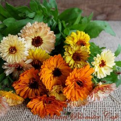 Calendula Touch of Red Mix - fr