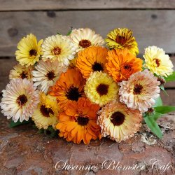 Calendula Touch of Red Mix - fr