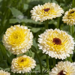 Calendula - Snow Princess - Morgenfrue - fr
