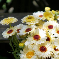 Calendula - Snow Princess - Morgenfrue - fr