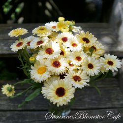 Calendula - Snow Princess - Morgenfrue - fr
